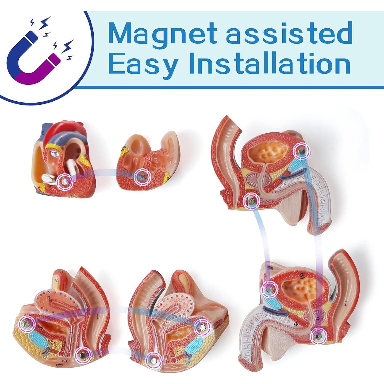 Modelo de Musculatura Humana New Horizon Deluxe 43 cm 16 Piezas