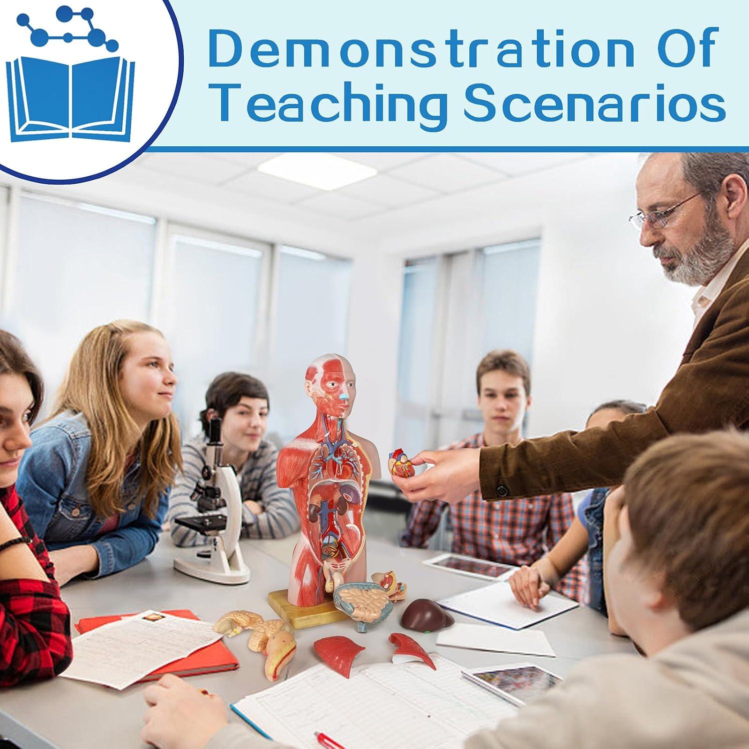 Modelo de Musculatura Humana New Horizon Deluxe 43 cm 16 Piezas