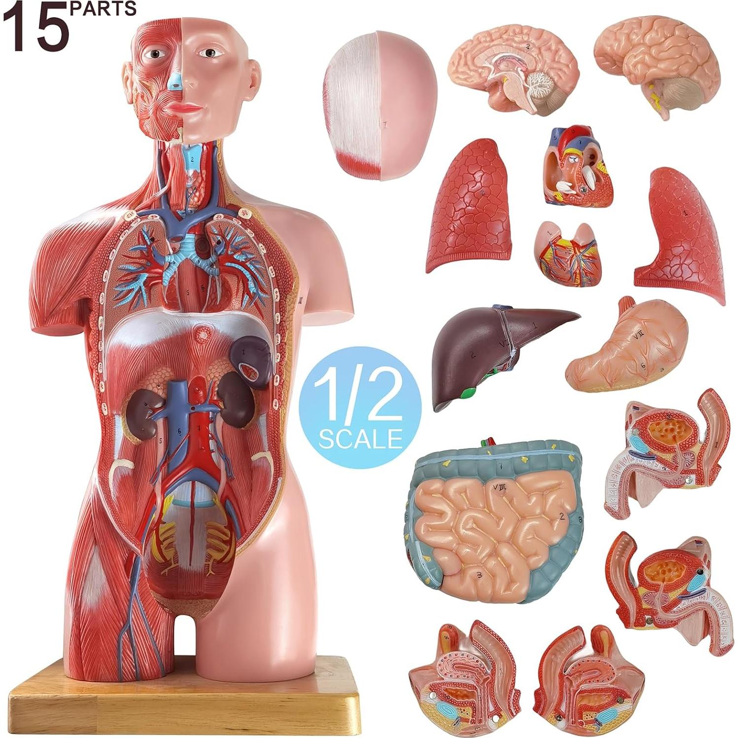 Modelo de Musculatura Humana New Horizon Deluxe 43 cm 16 Piezas