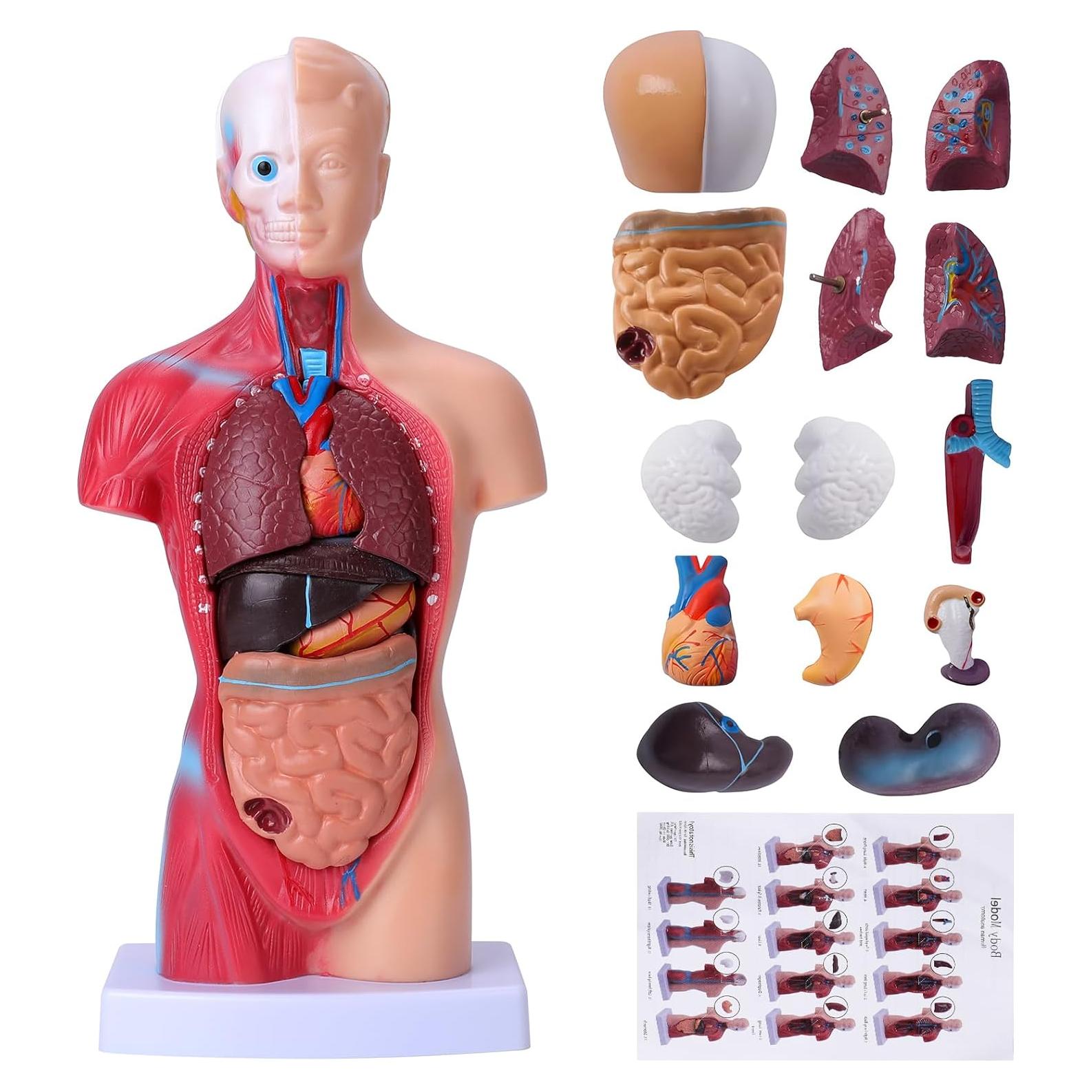 Modelo de Cuerpo Humano Desmontable 28 cm HOTROSE 15 Piezas