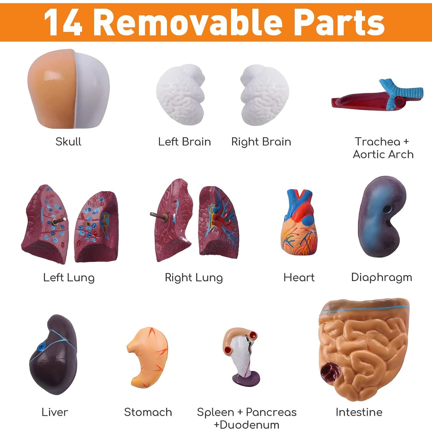 Modelo de Cuerpo Humano Desmontable 28 cm HOTROSE 15 Piezas