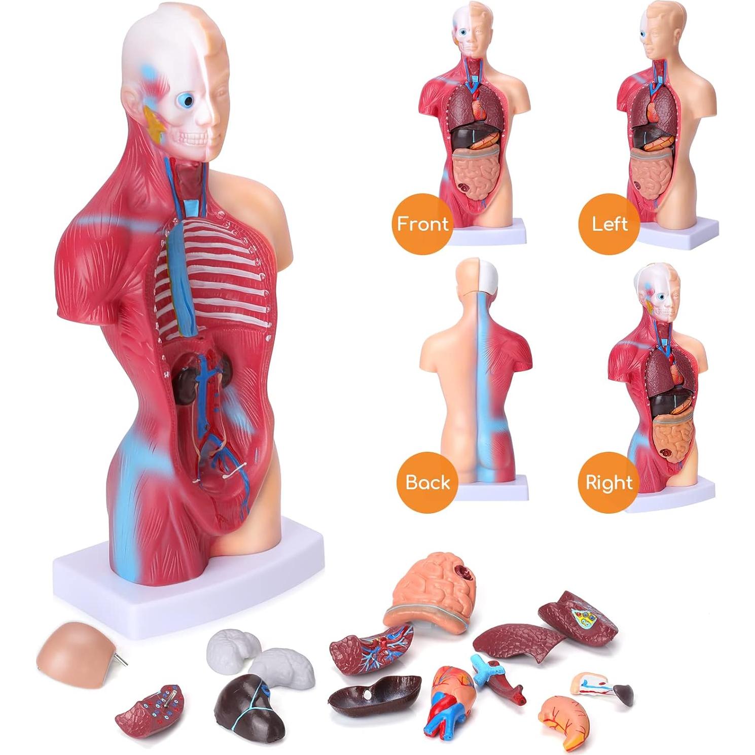 Modelo de Cuerpo Humano Desmontable 28 cm HOTROSE 15 Piezas