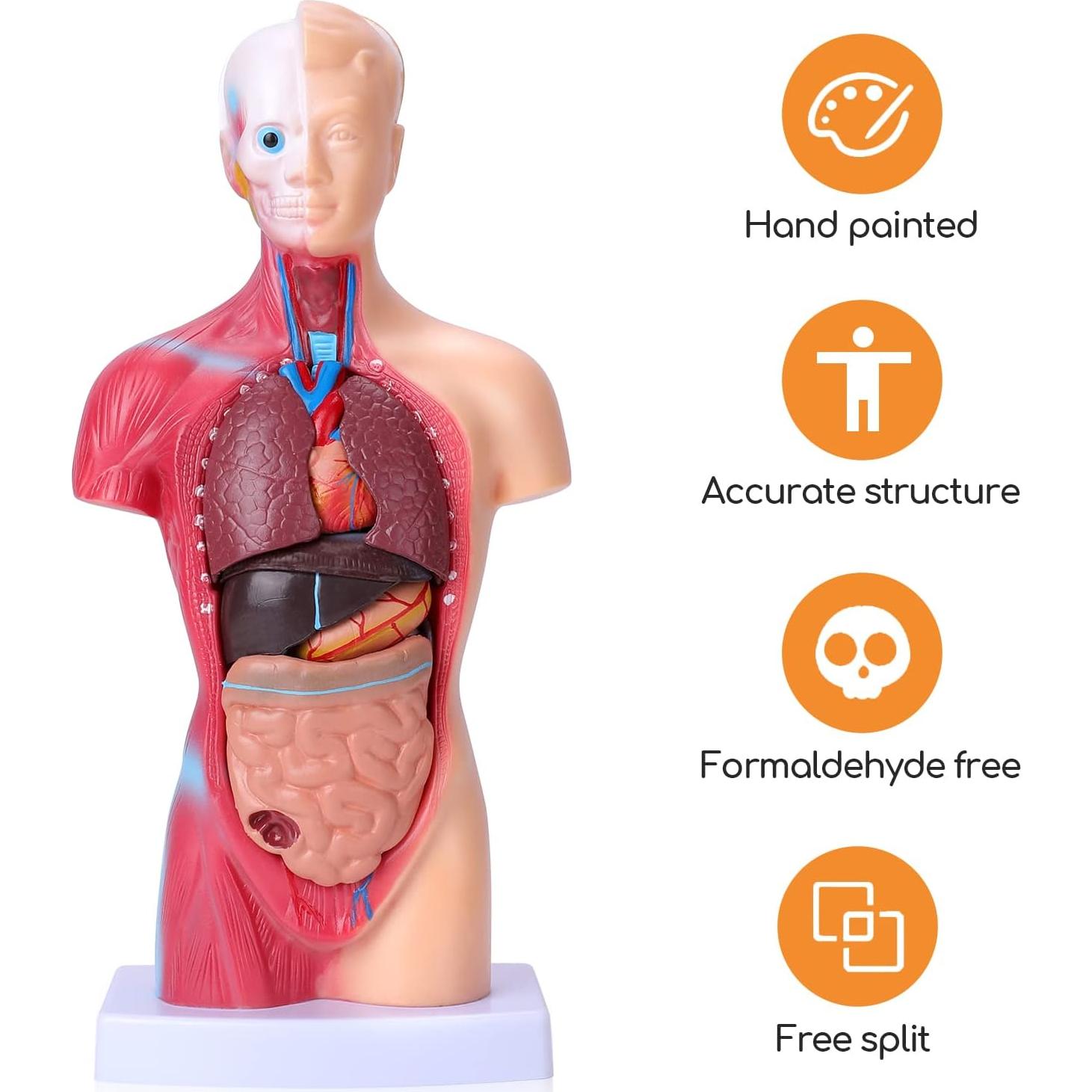 Modelo de Cuerpo Humano Desmontable 28 cm HOTROSE 15 Piezas