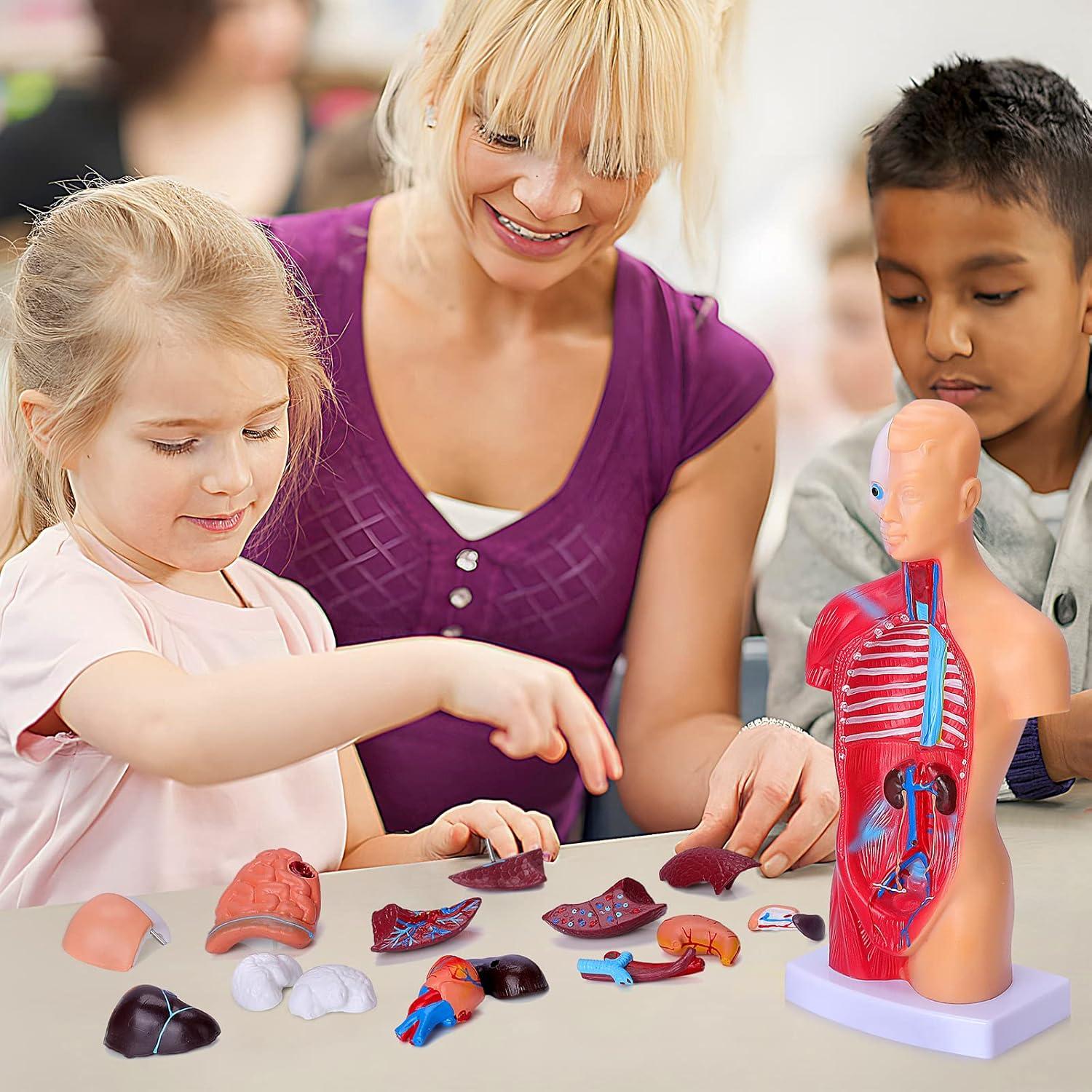 Modelo de Cuerpo Humano Desmontable 28 cm HOTROSE 15 Piezas