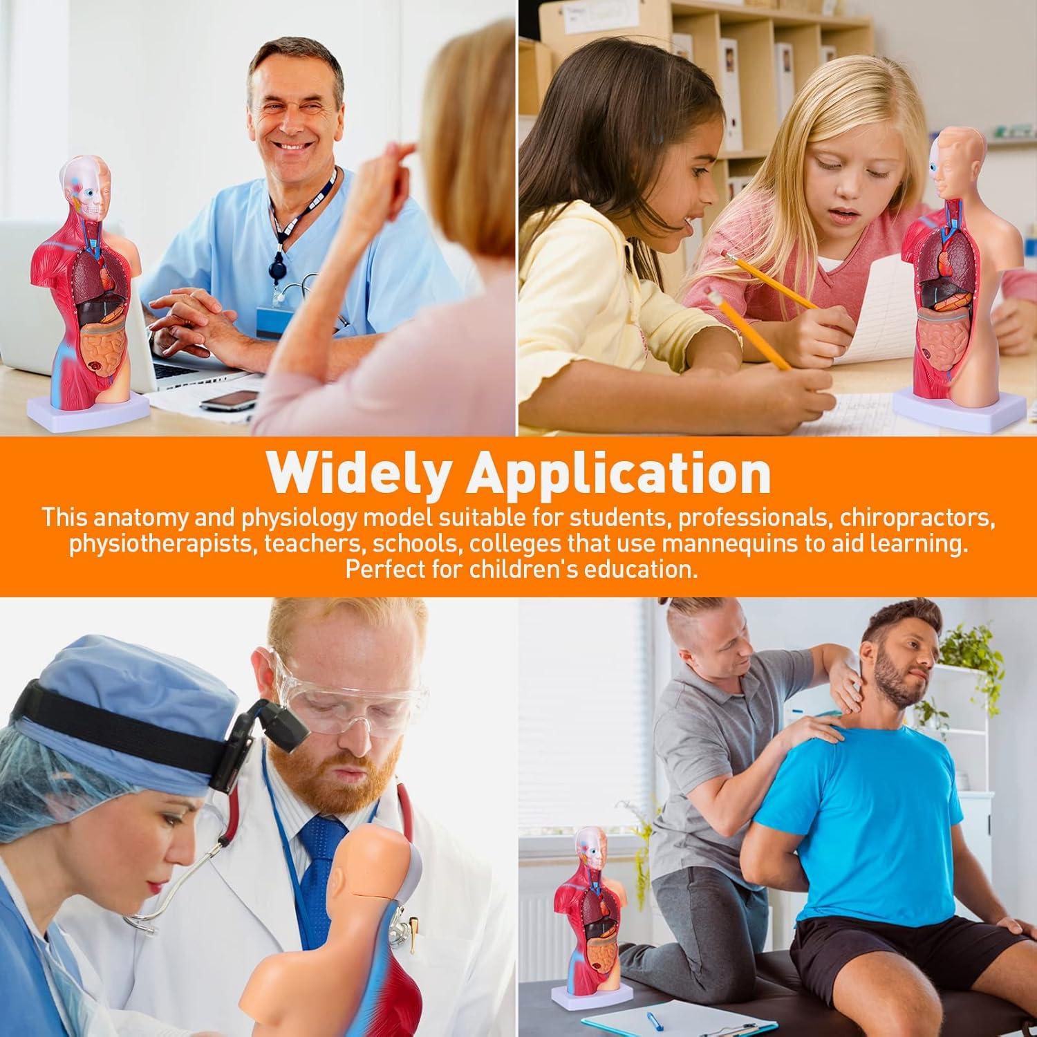 Modelo de Cuerpo Humano Desmontable 28 cm HOTROSE 15 Piezas