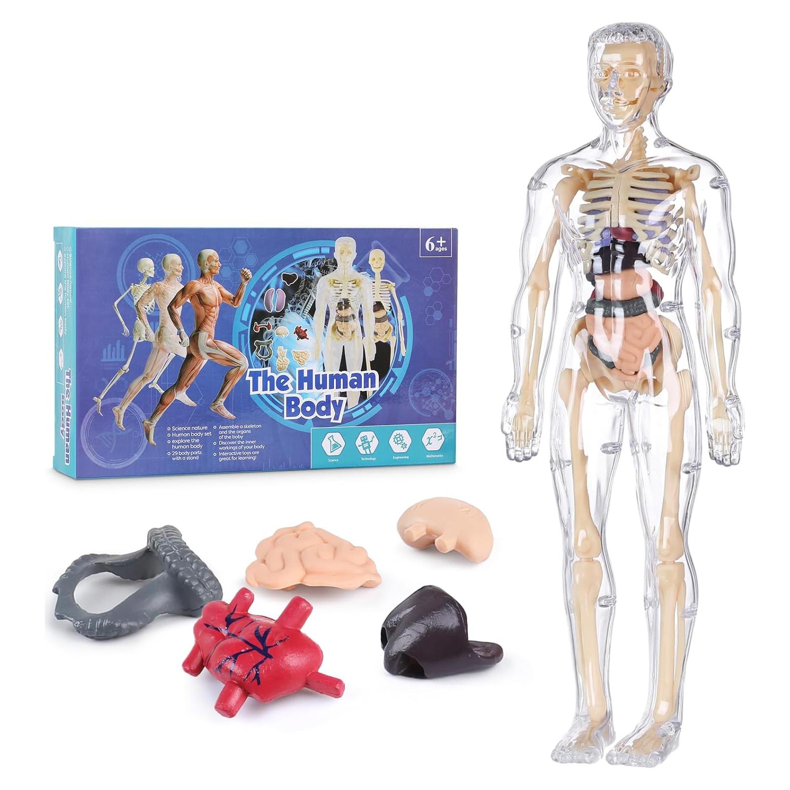 Modelo 3D del Cuerpo Humano Transparente BlueDex 29 Piezas