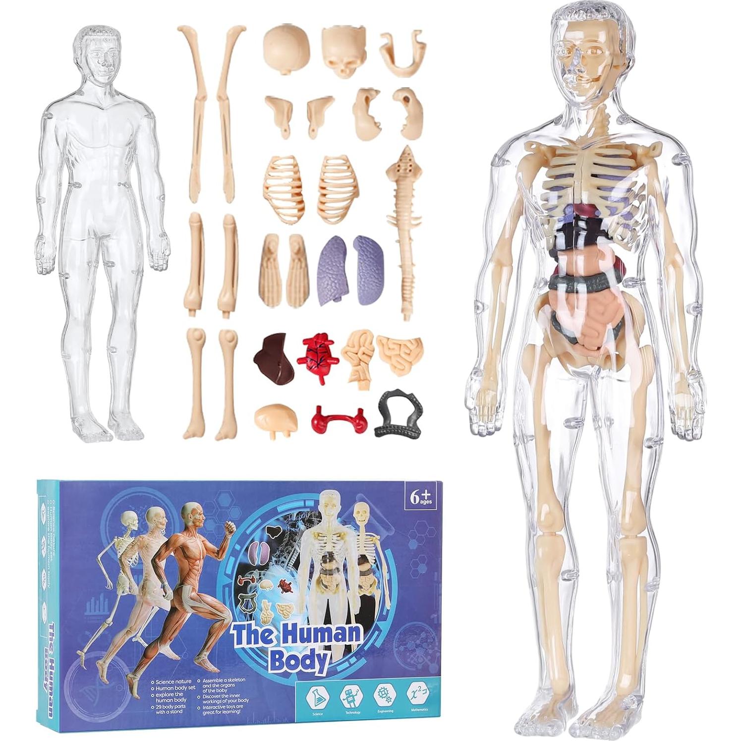 Modelo 3D del Cuerpo Humano Transparente BlueDex 29 Piezas