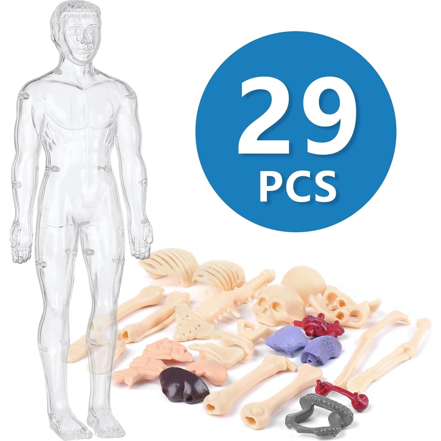 Modelo 3D del Cuerpo Humano Transparente BlueDex 29 Piezas