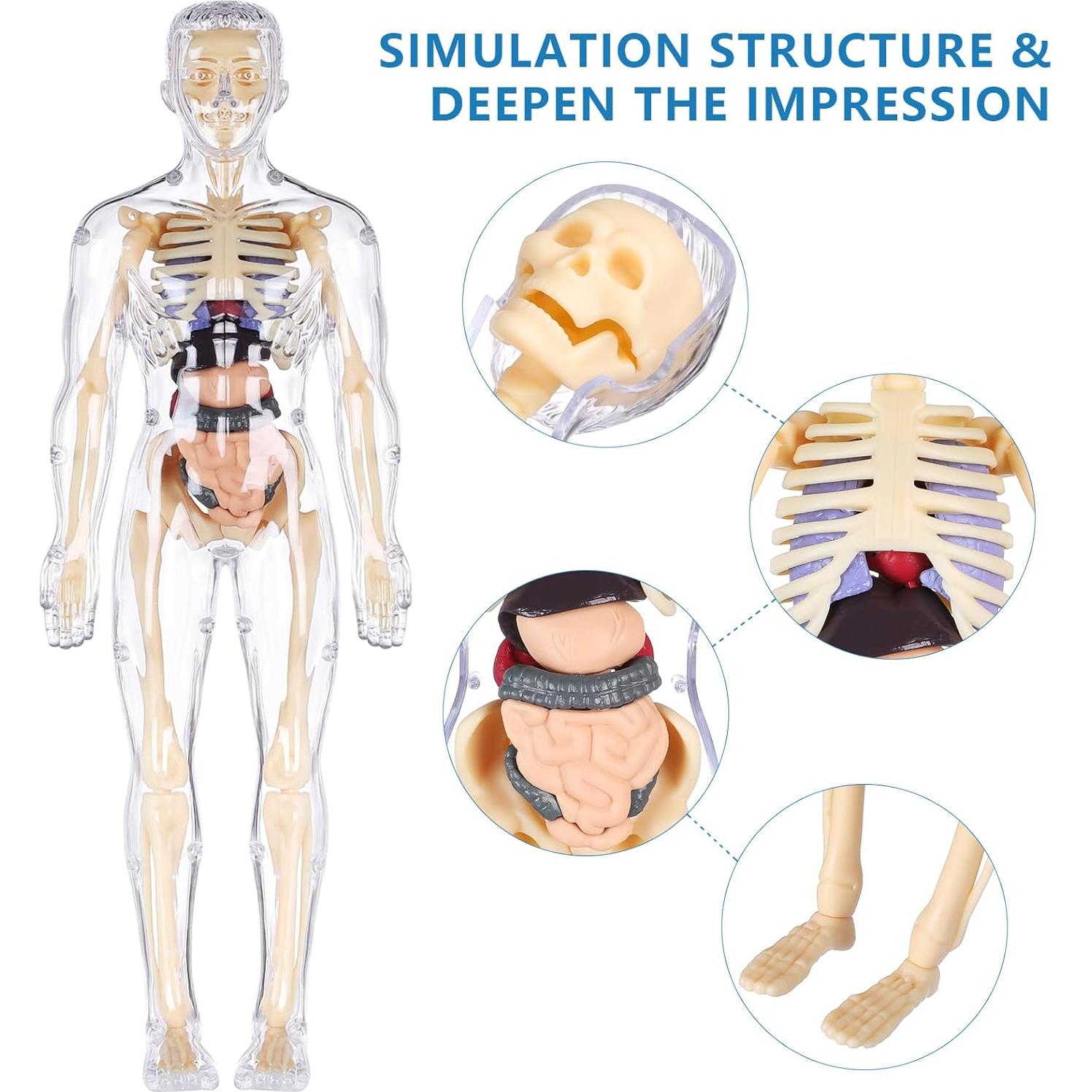 Modelo 3D del Cuerpo Humano Transparente BlueDex 29 Piezas