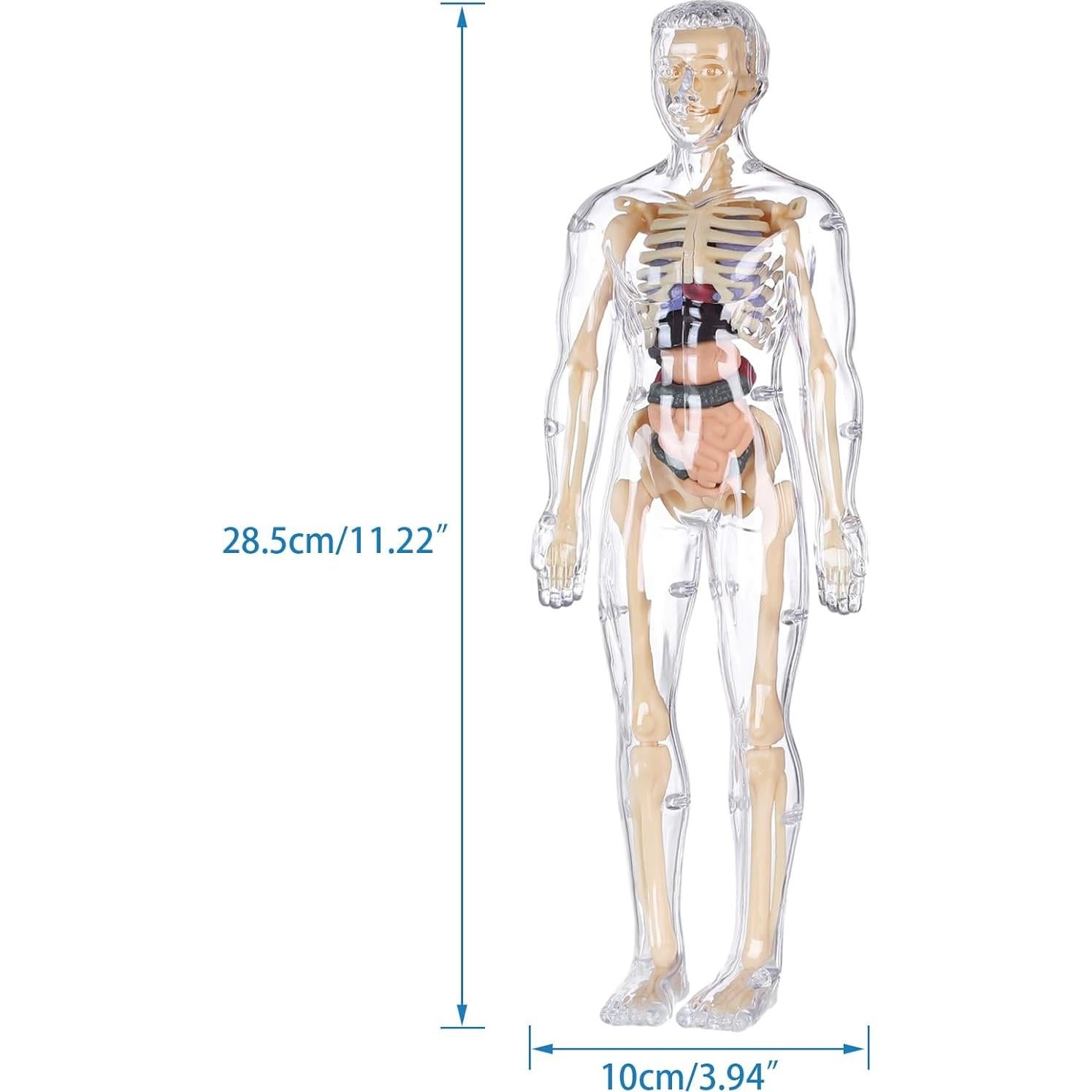 Modelo 3D del Cuerpo Humano Transparente BlueDex 29 Piezas