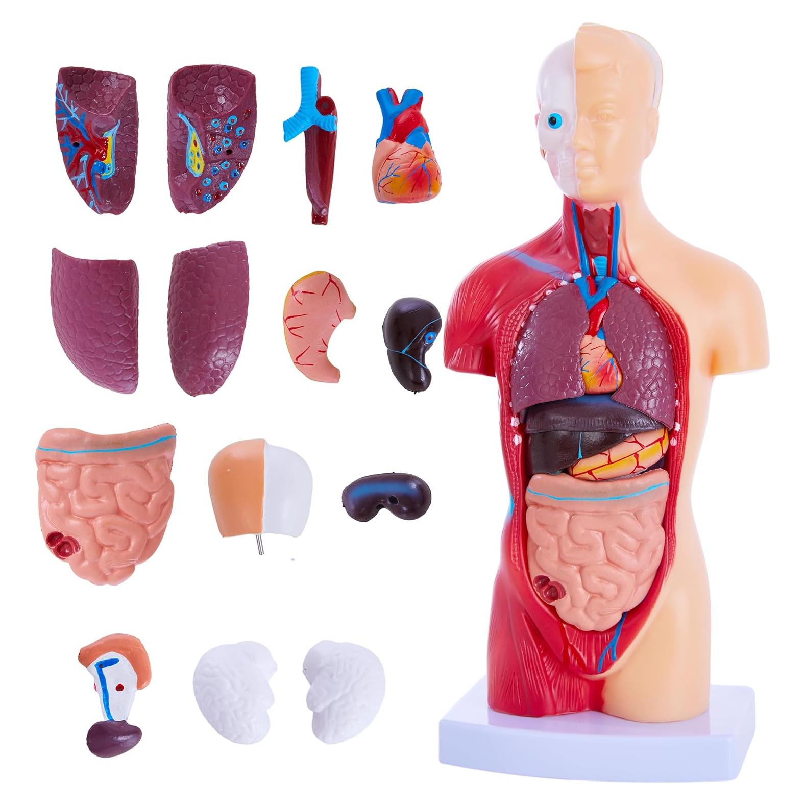 Modelo de Cuerpo Humano Ruiishunyy 11" (27.94 cm) 15 Piezas