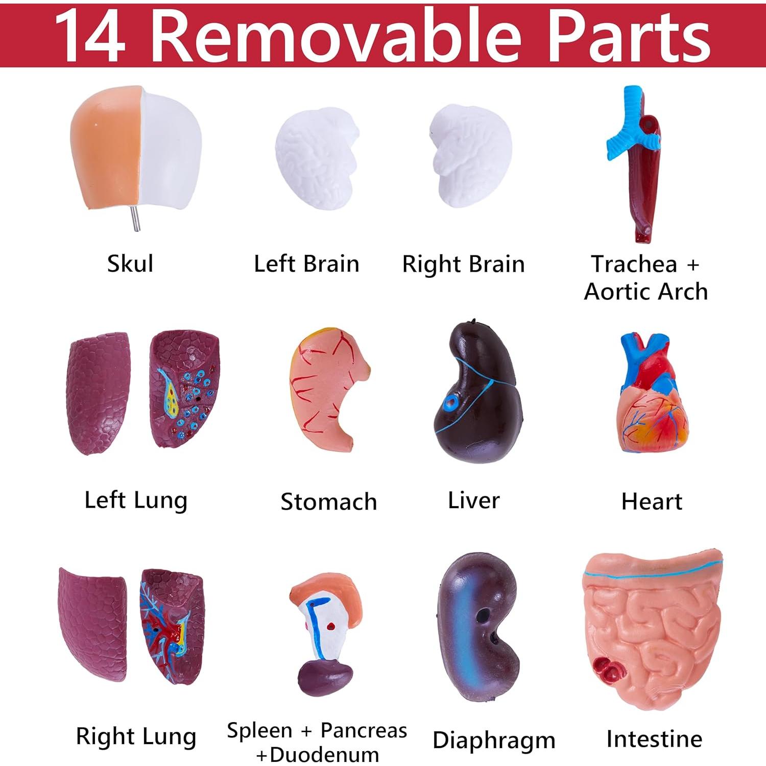 Modelo de Cuerpo Humano Ruiishunyy 11" (27.94 cm) 15 Piezas