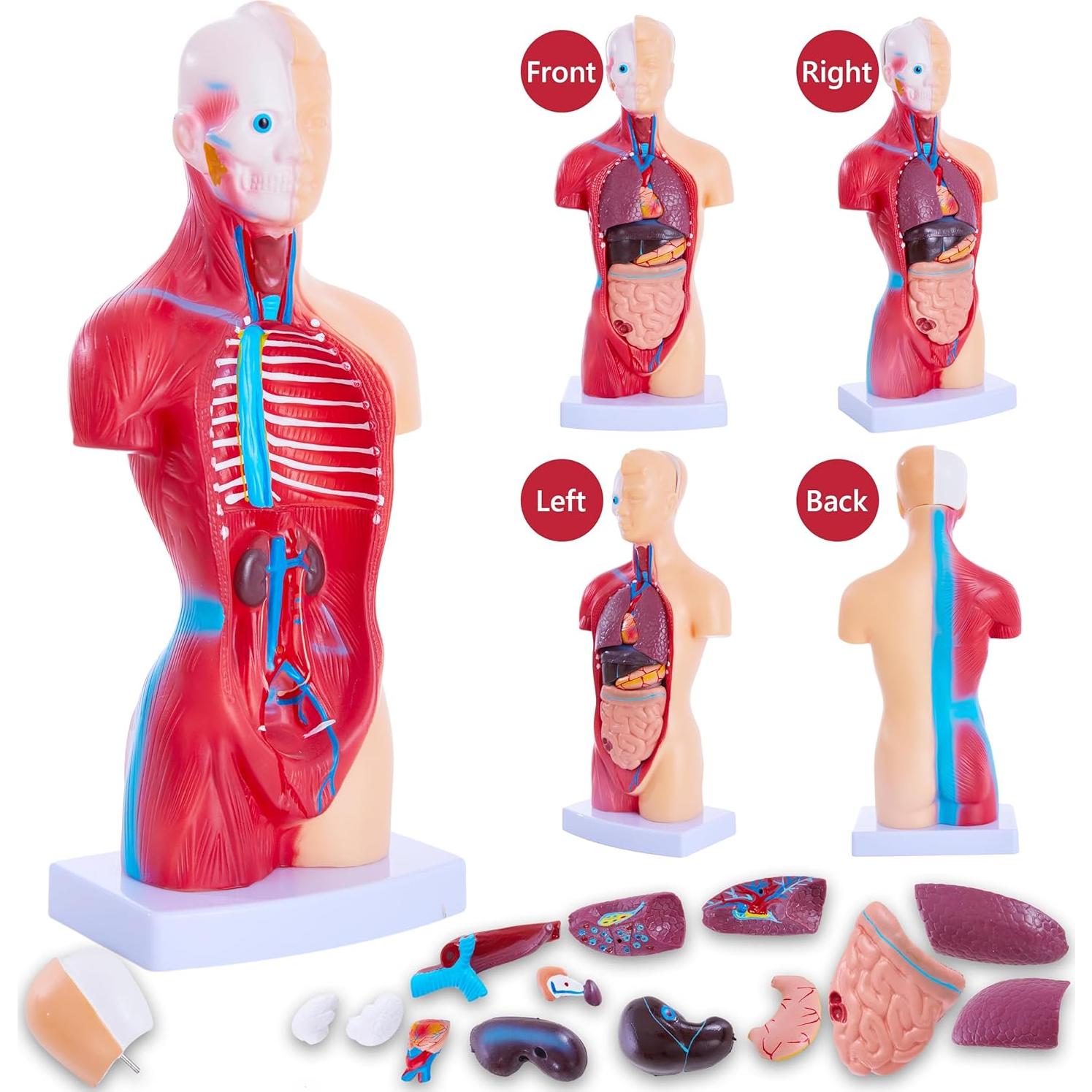 Modelo de Cuerpo Humano Ruiishunyy 11" (27.94 cm) 15 Piezas