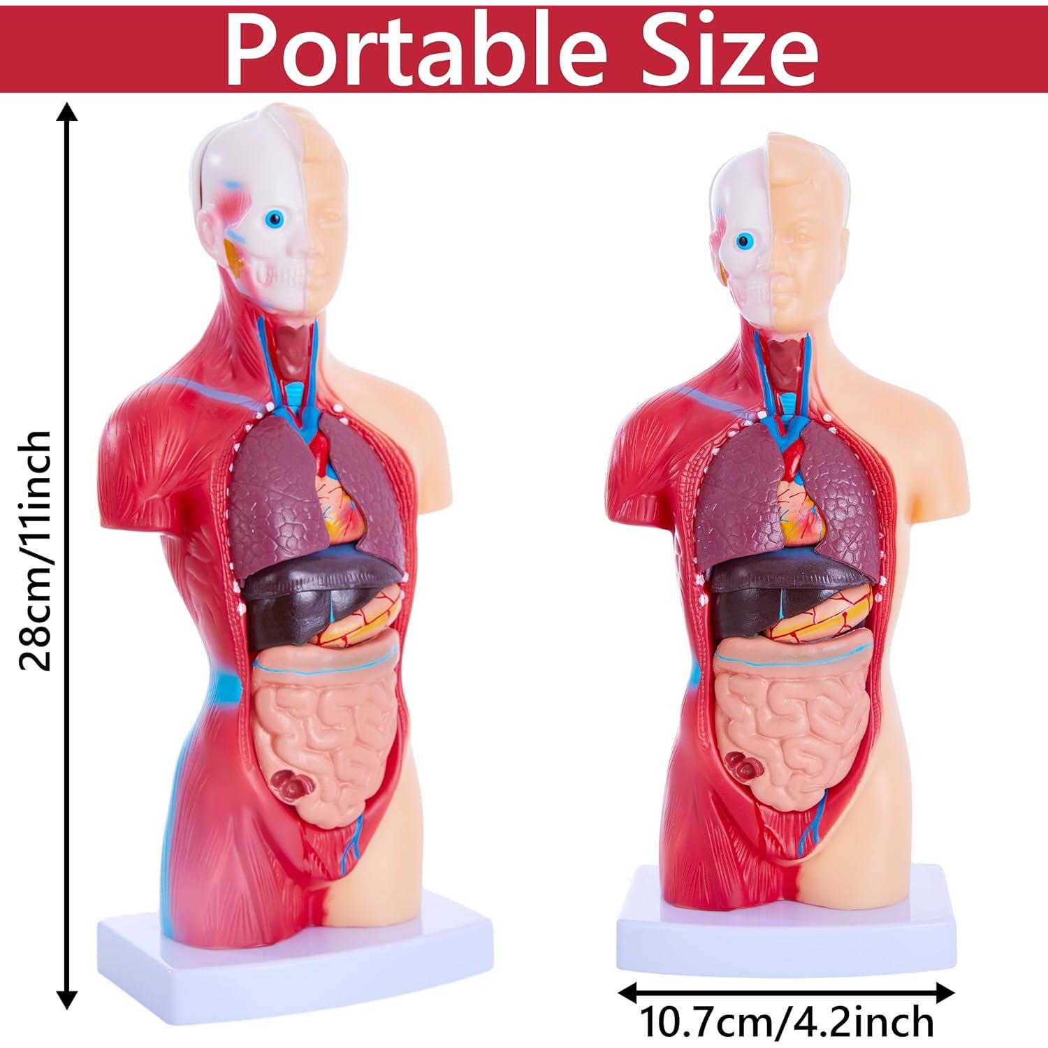 Modelo de Cuerpo Humano Ruiishunyy 11" (27.94 cm) 15 Piezas