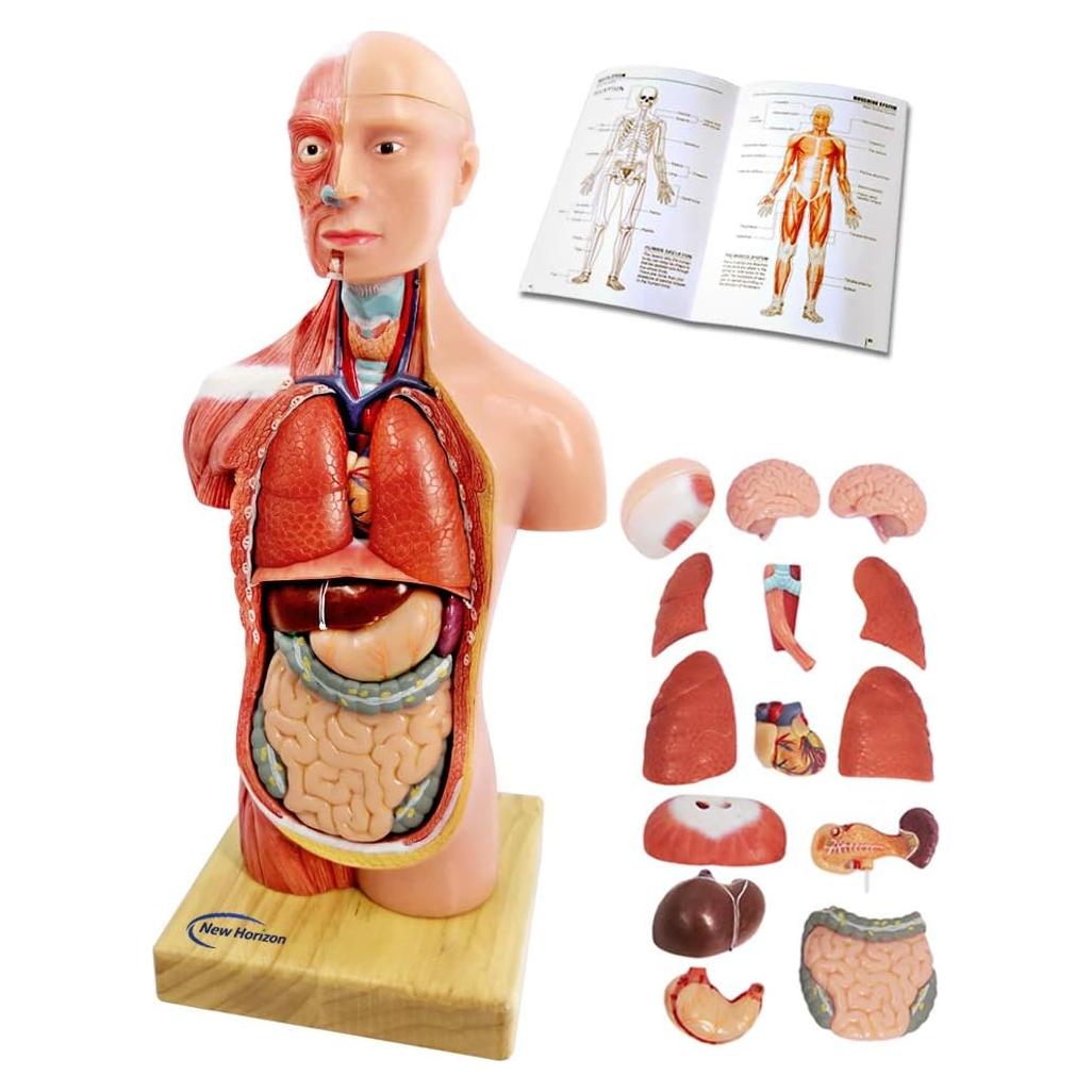 Modelo de Cuerpo Humano 3D Generies 28 cm 15 Piezas Educativo