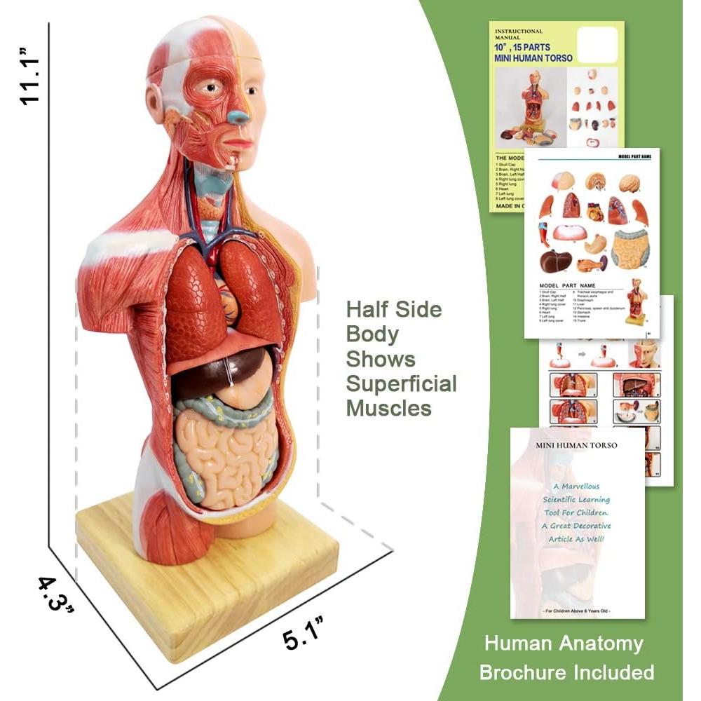 Modelo de Cuerpo Humano 3D Generies 28 cm 15 Piezas Educativo