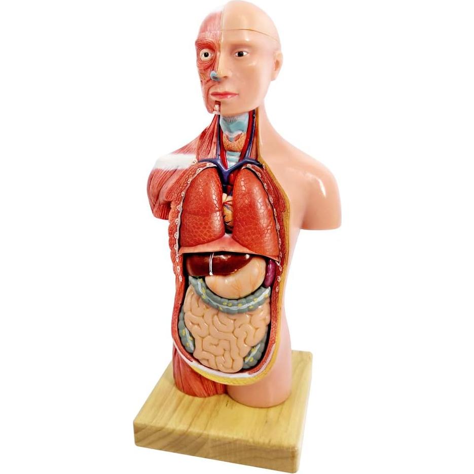 Modelo de Cuerpo Humano 3D Generies 28 cm 15 Piezas Educativo