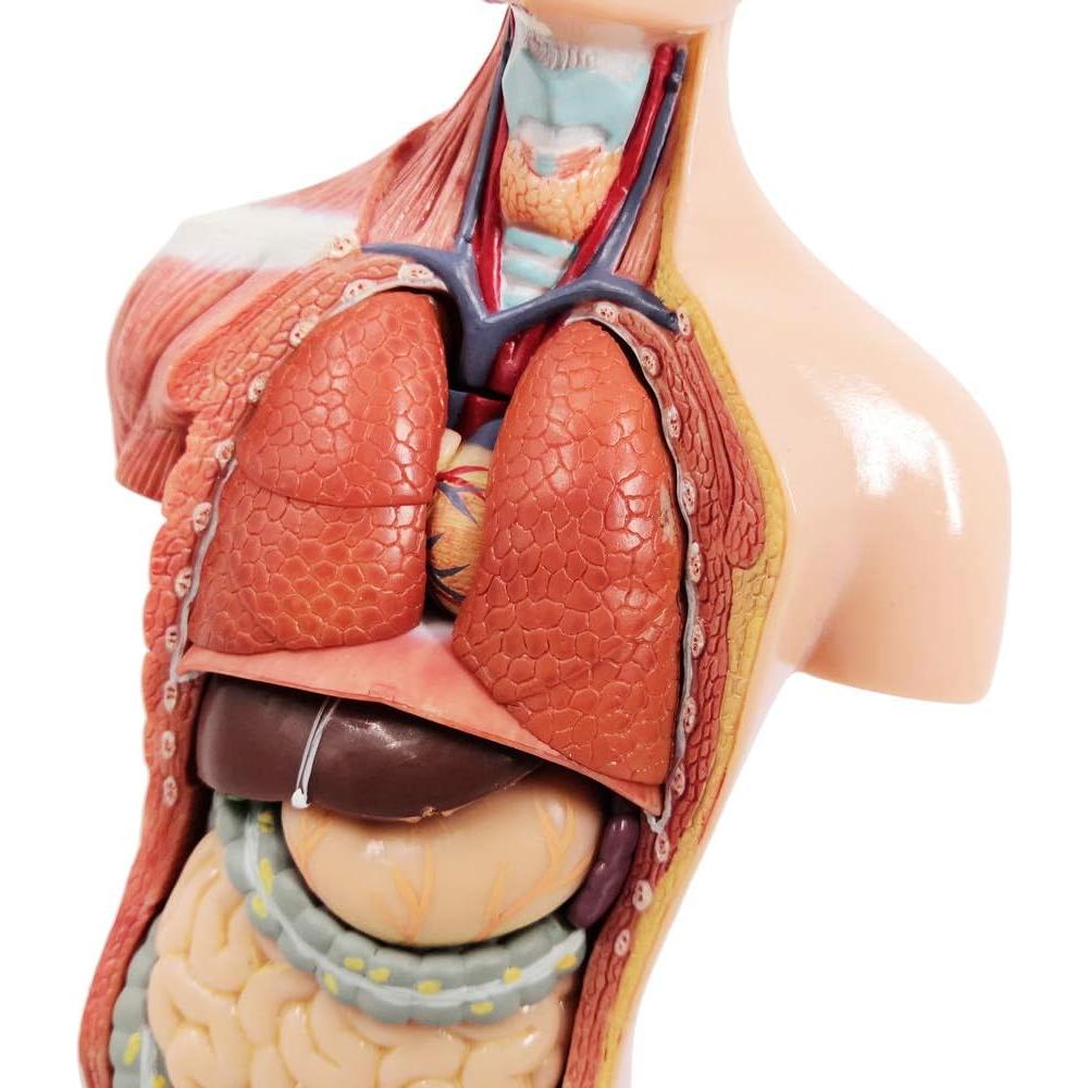 Modelo de Cuerpo Humano 3D Generies 28 cm 15 Piezas Educativo