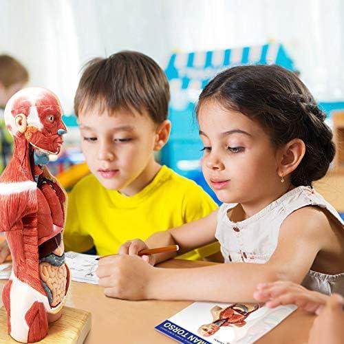 Modelo de Cuerpo Humano 3D Generies 28 cm 15 Piezas Educativo