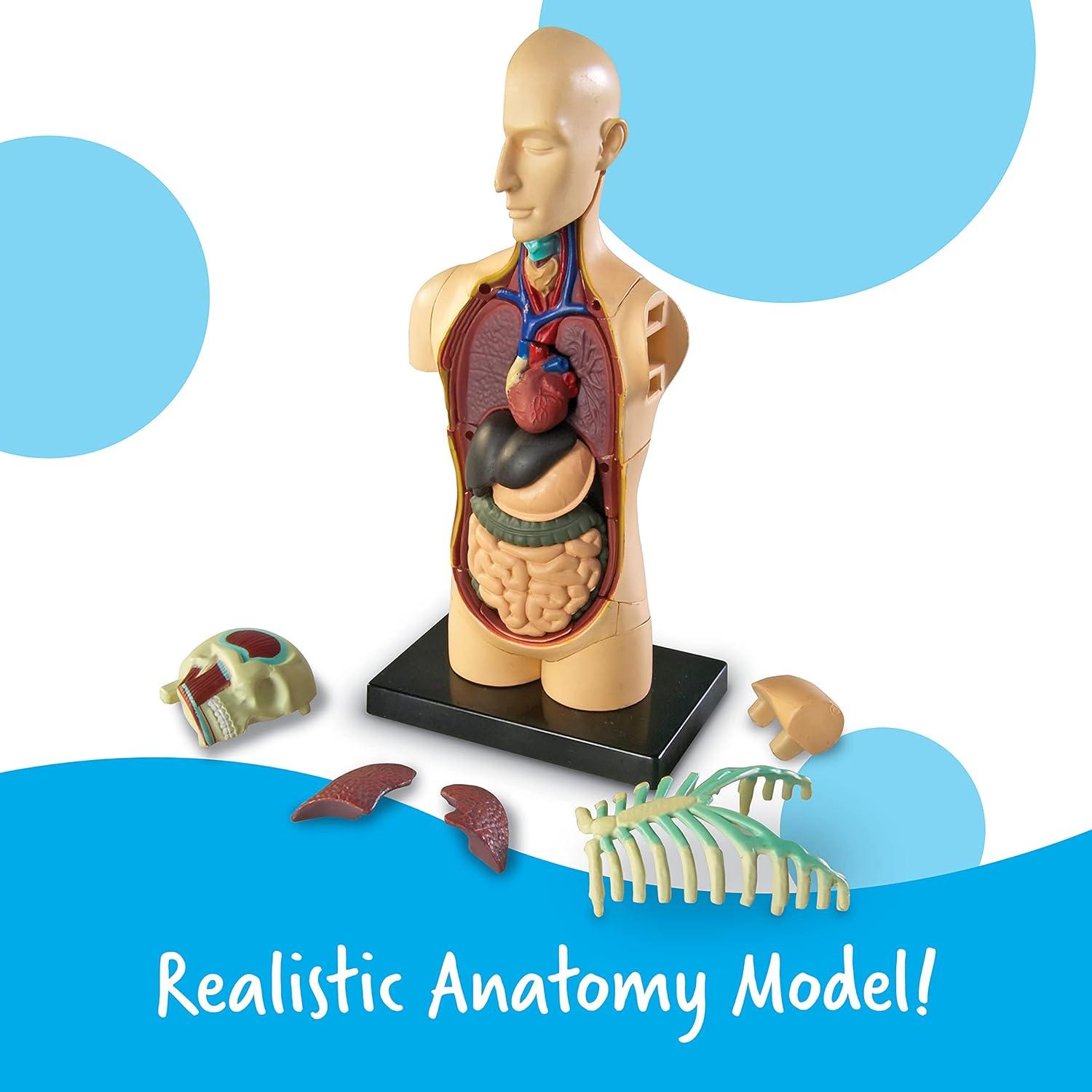 Modelo 3D del Cuerpo Humano Learning Resources, 31 Piezas