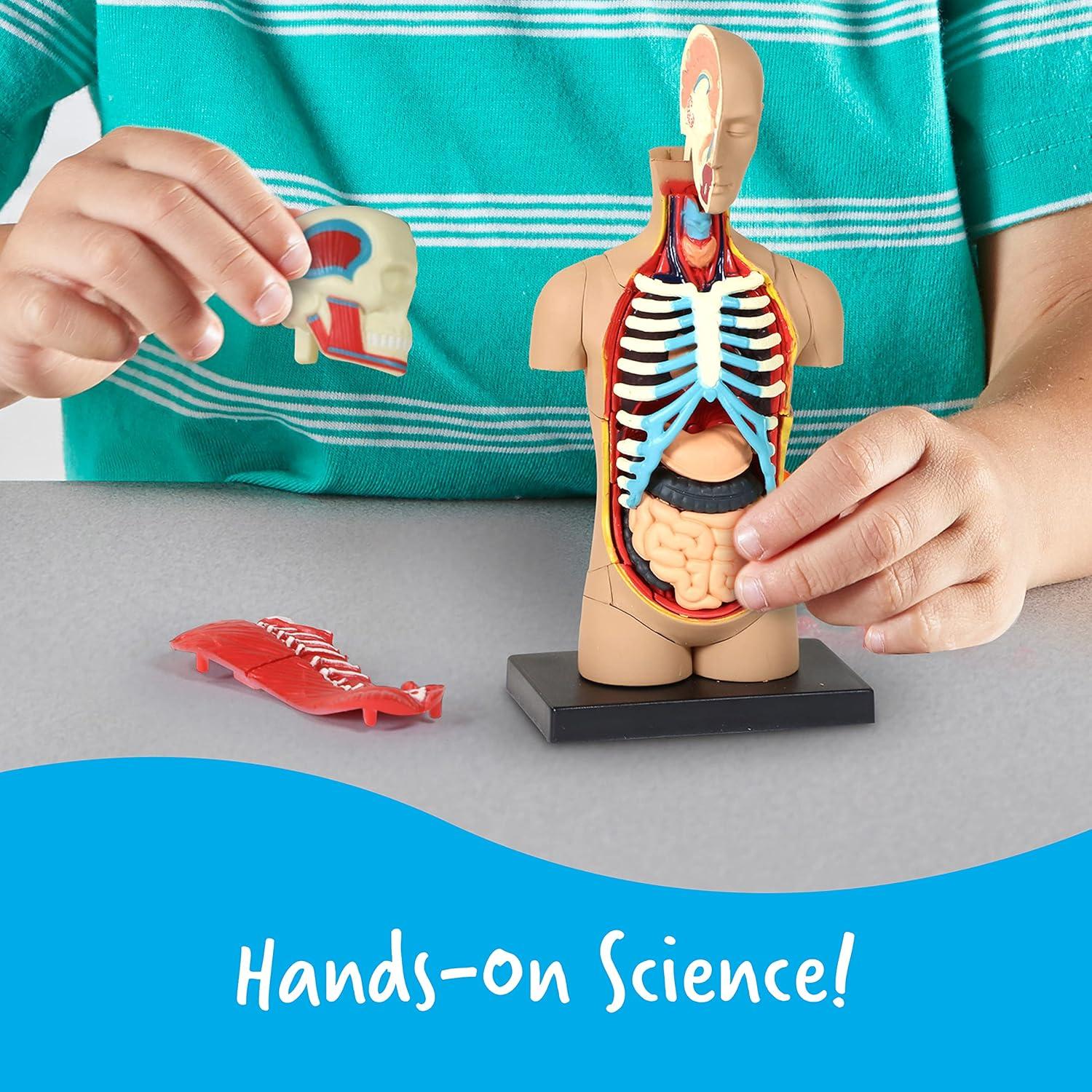 Modelo 3D del Cuerpo Humano Learning Resources, 31 Piezas