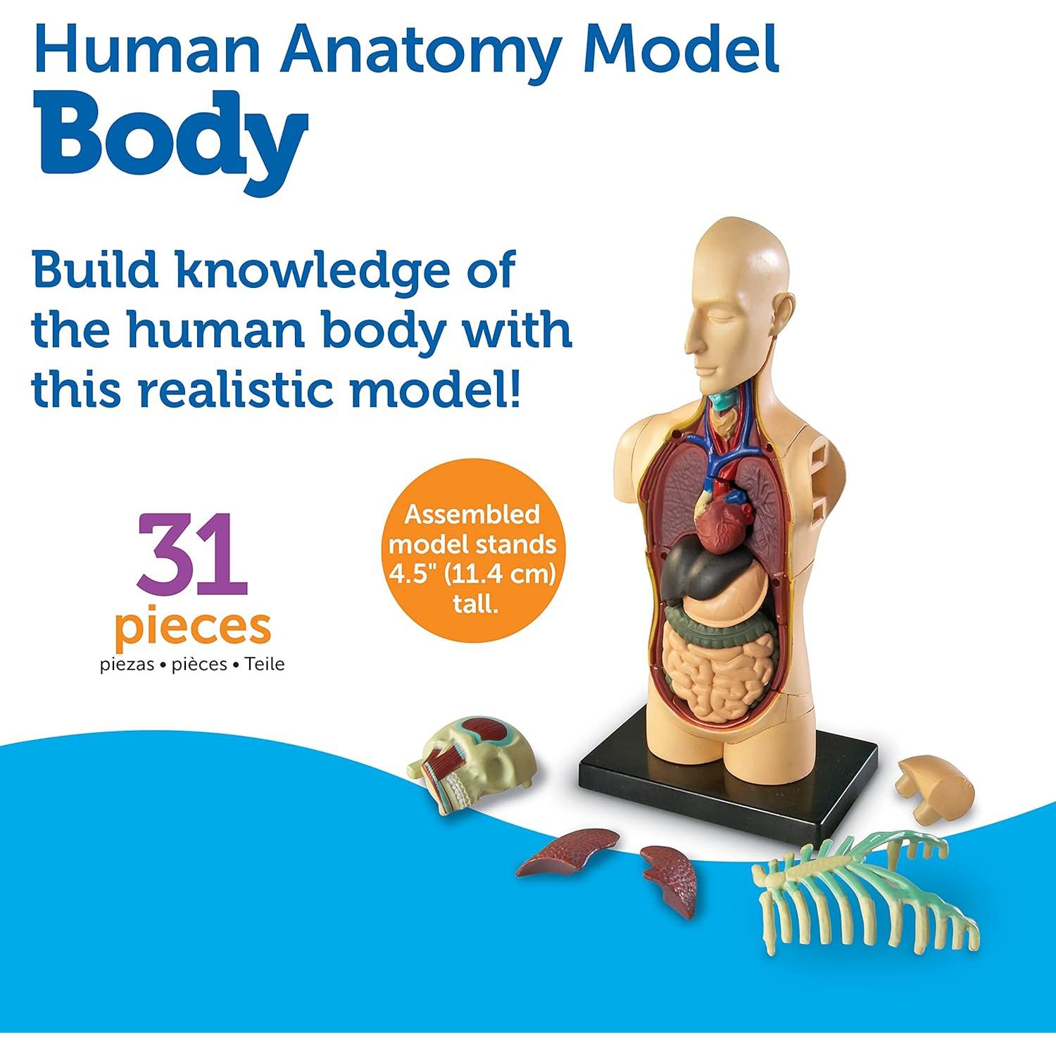 Modelo 3D del Cuerpo Humano Learning Resources, 31 Piezas
