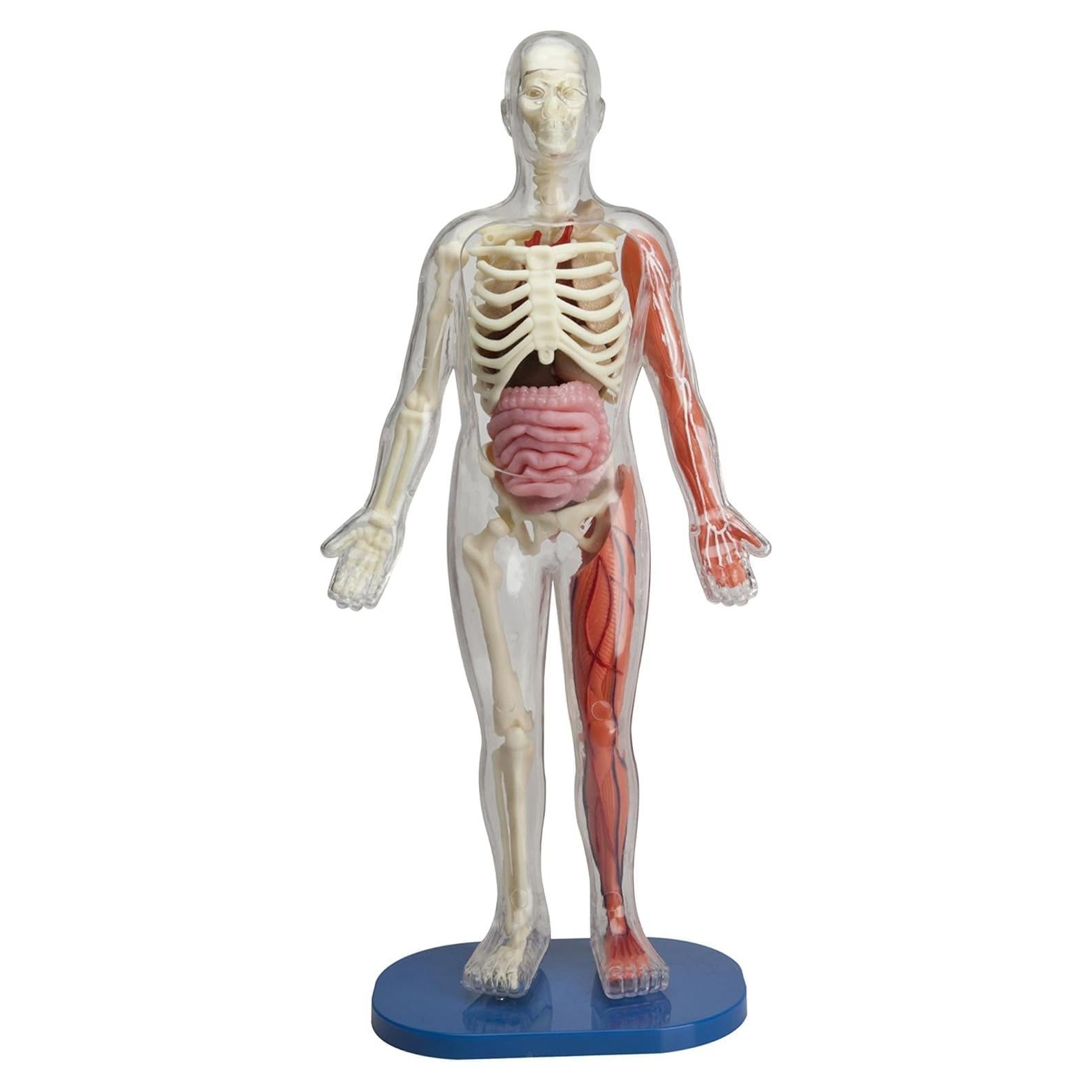 SMARTLAB Juguete Educativo Cuerpo Humano 21 Piezas 30.48 cm