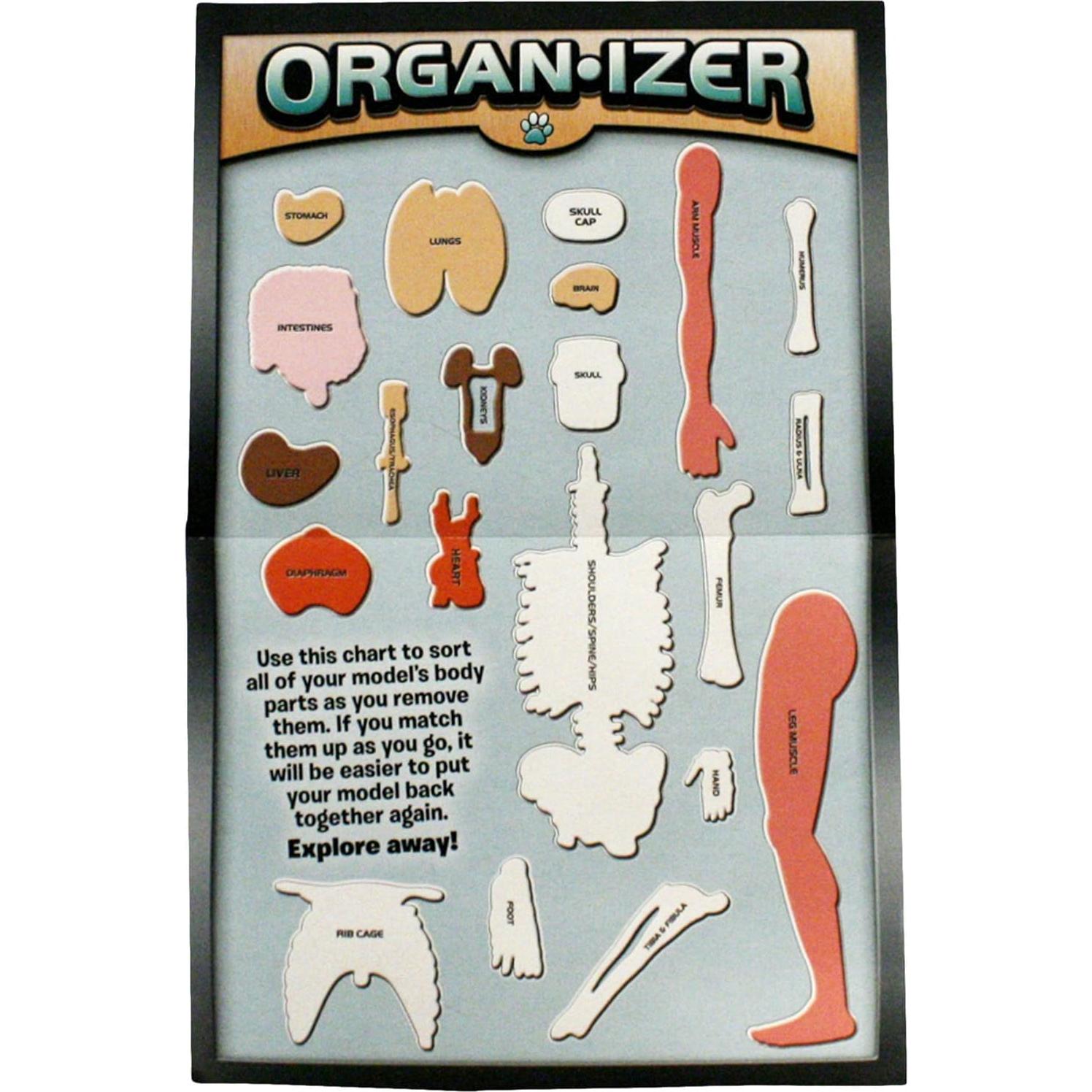 SMARTLAB Juguete Educativo Cuerpo Humano 21 Piezas 30.48 cm