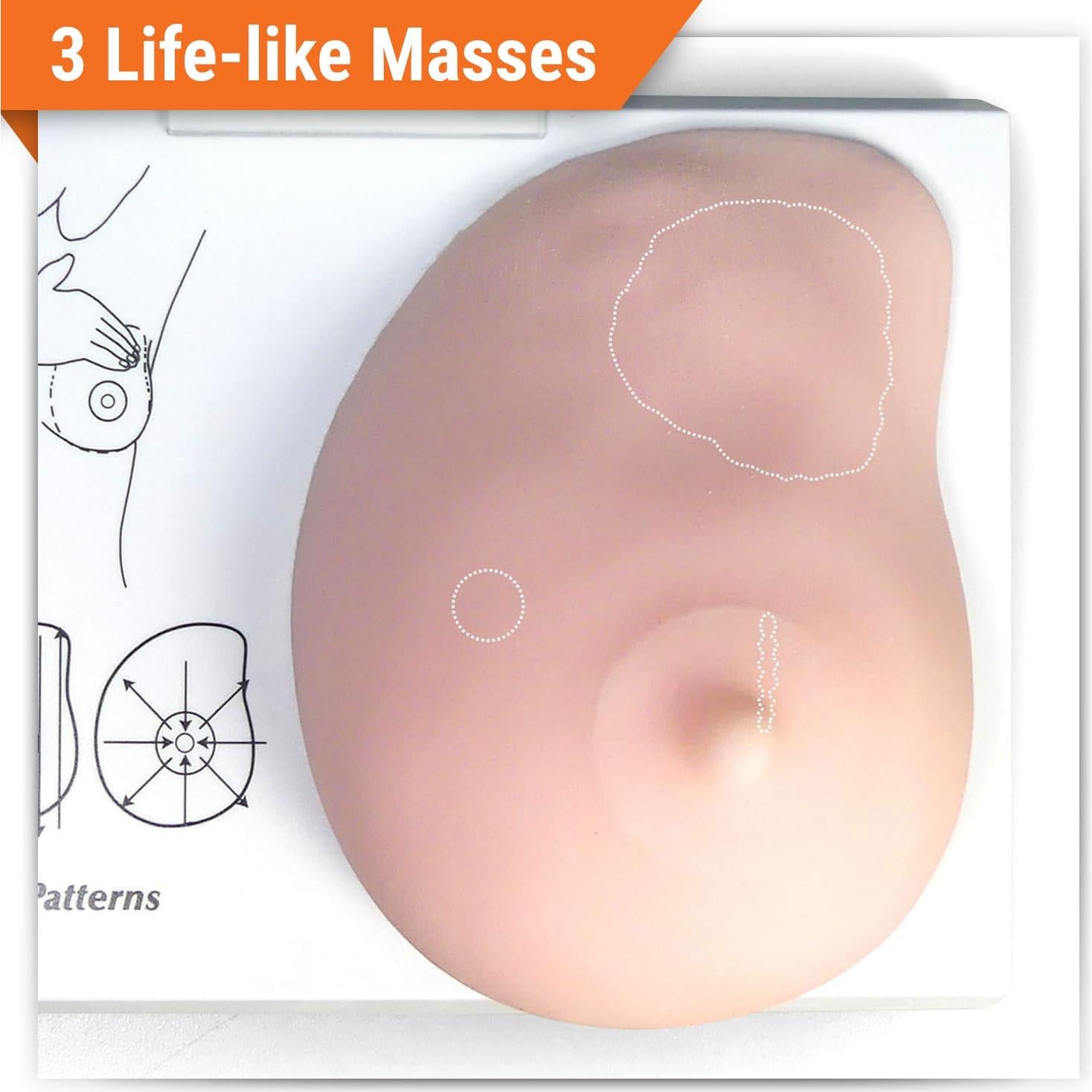 Modelo de Anatomía Humana de Mama Izquierda GPI Anatomicals