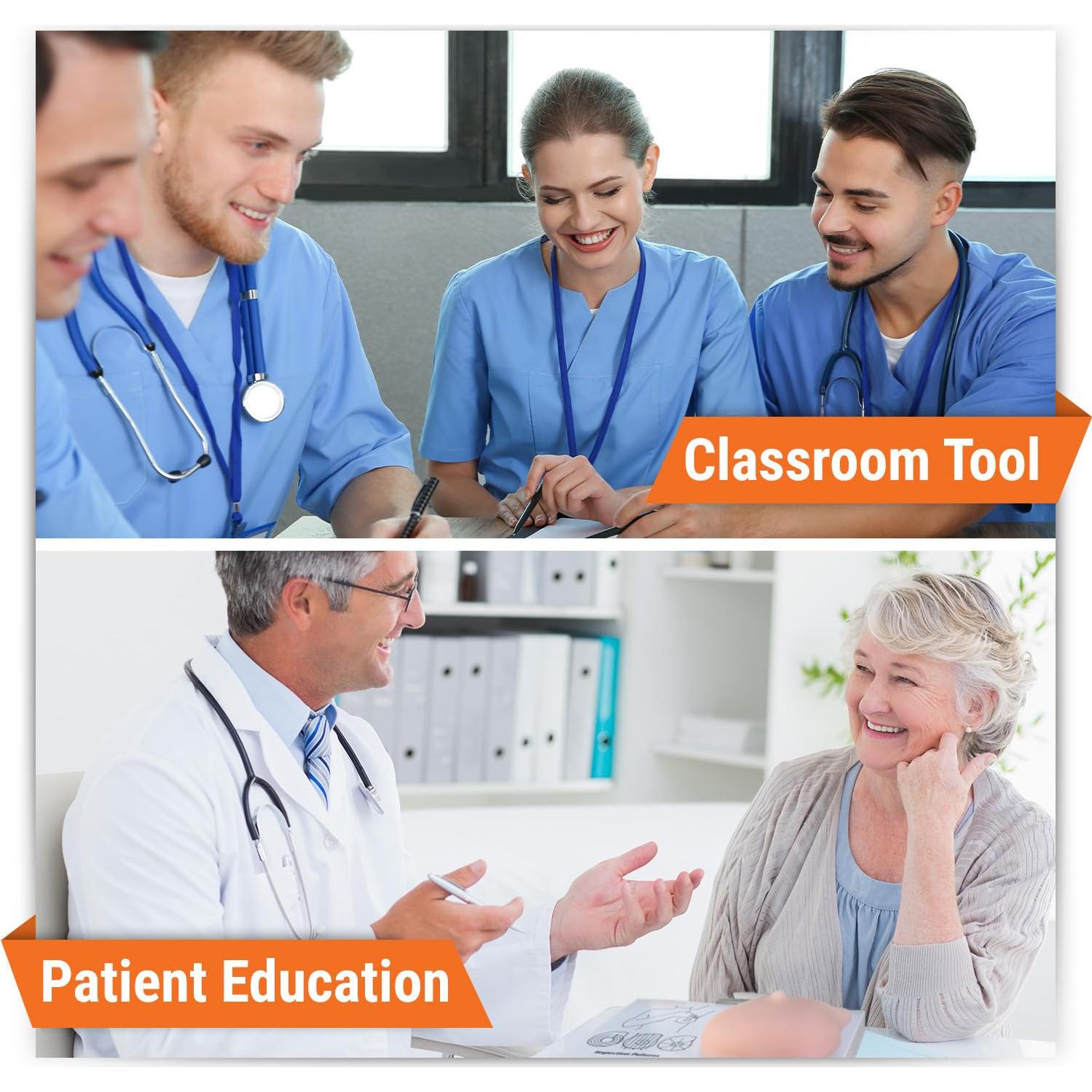 Modelo de Anatomía Humana de Mama Izquierda GPI Anatomicals