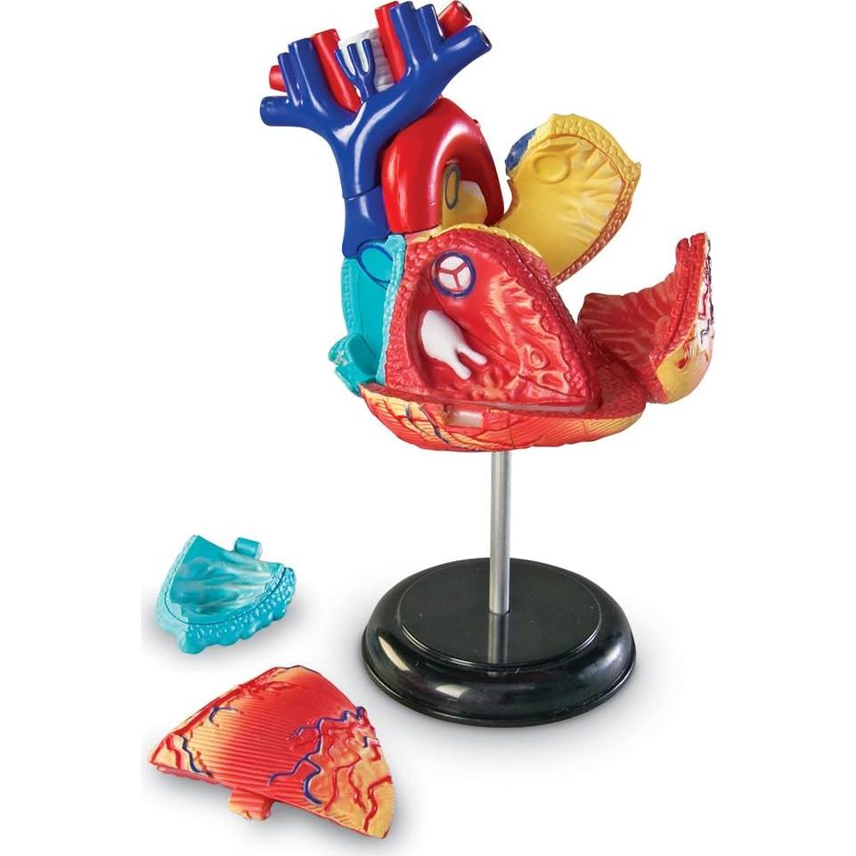 Modelo de Corazón Humano Learning Resources 29 Piezas 12.7cm