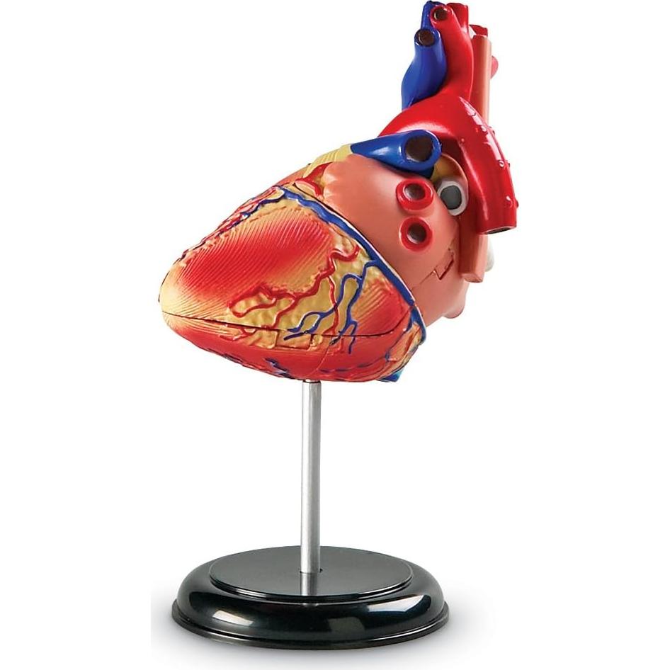 Modelo de Corazón Humano Learning Resources 29 Piezas 12.7cm