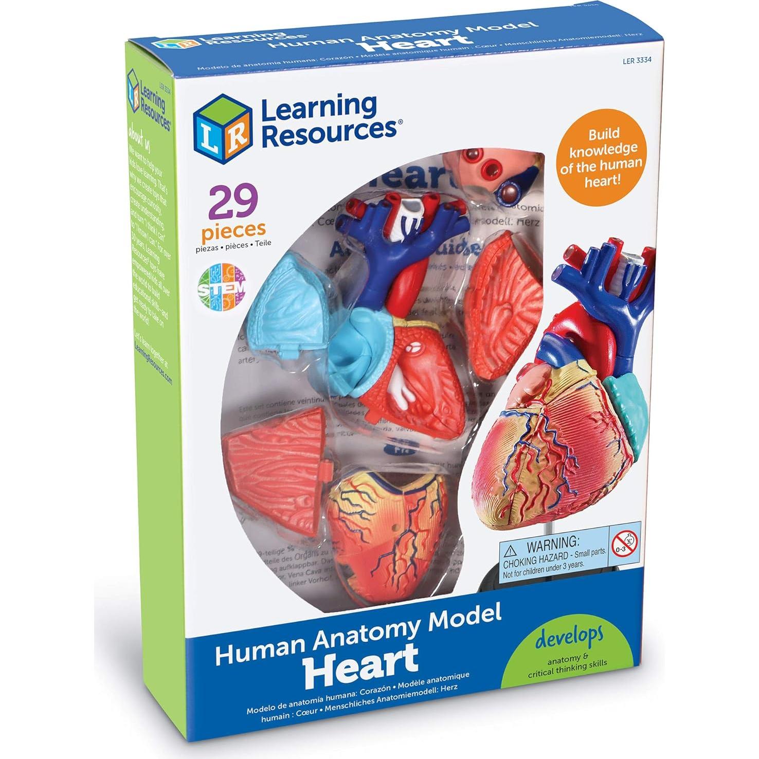 Modelo de Corazón Humano Learning Resources 29 Piezas 12.7cm