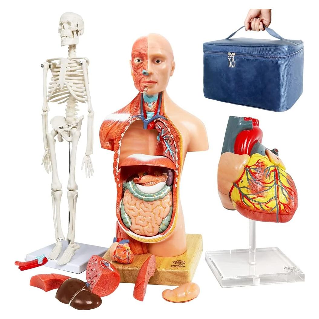 Modelos Anatómicos 3D EVOTECH SCIENTIFIC - Cuerpo, Corazón y Esqueleto