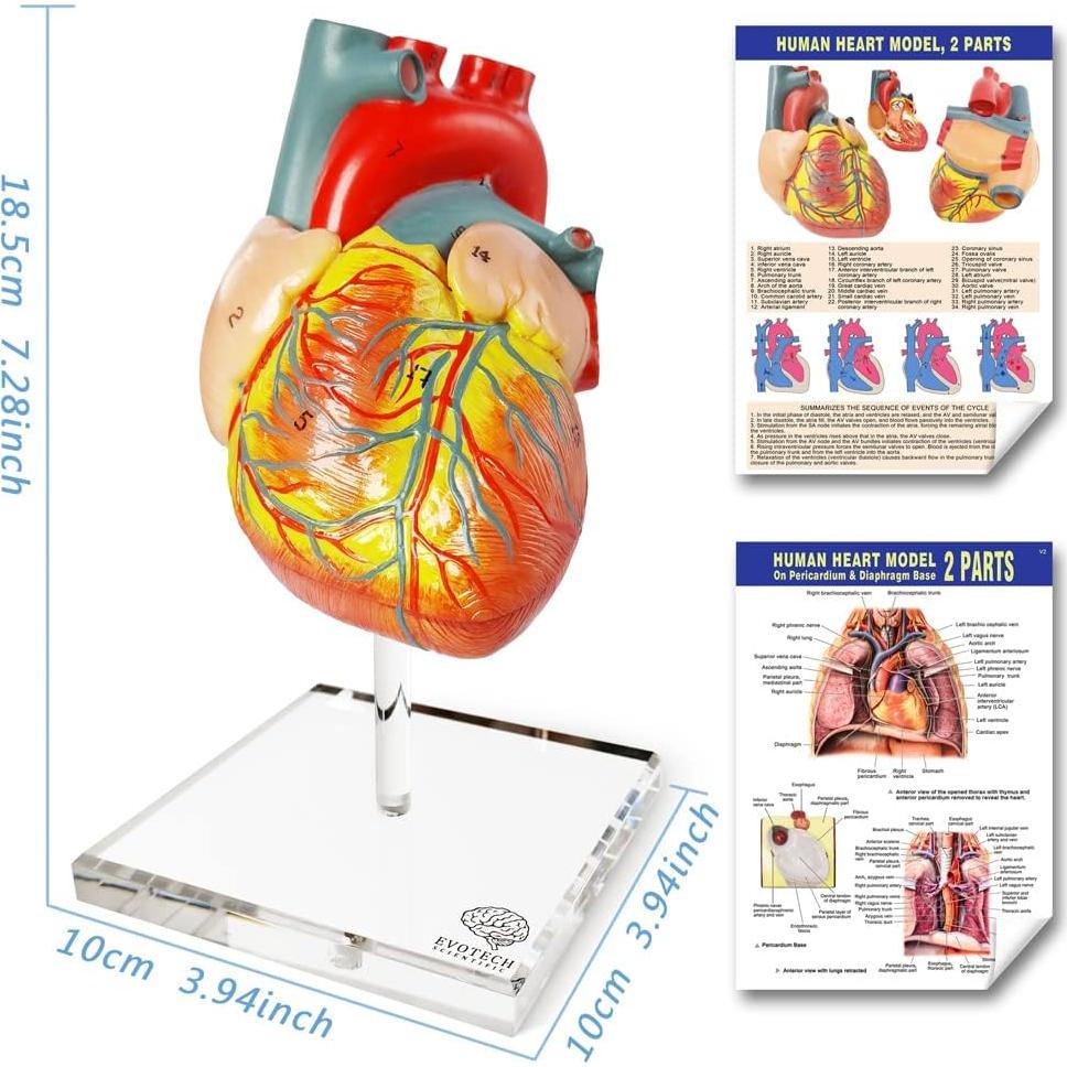 Modelos Anatómicos 3D EVOTECH SCIENTIFIC - Cuerpo, Corazón y Esqueleto