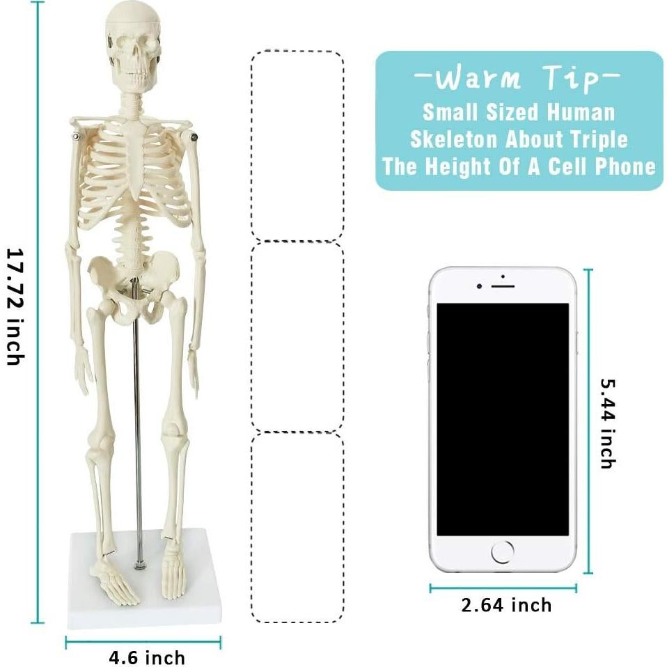 Modelos Anatómicos 3D EVOTECH SCIENTIFIC - Cuerpo, Corazón y Esqueleto
