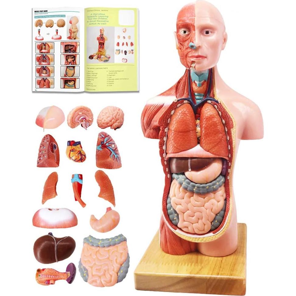 Modelos Anatómicos 3D EVOTECH SCIENTIFIC - Cuerpo, Corazón y Esqueleto