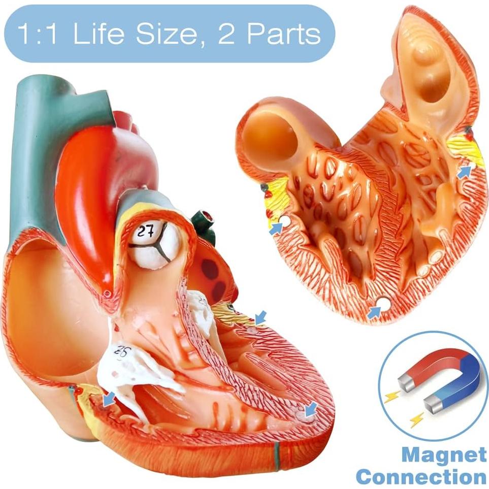 Modelos Anatómicos 3D EVOTECH SCIENTIFIC - Cuerpo, Corazón y Esqueleto