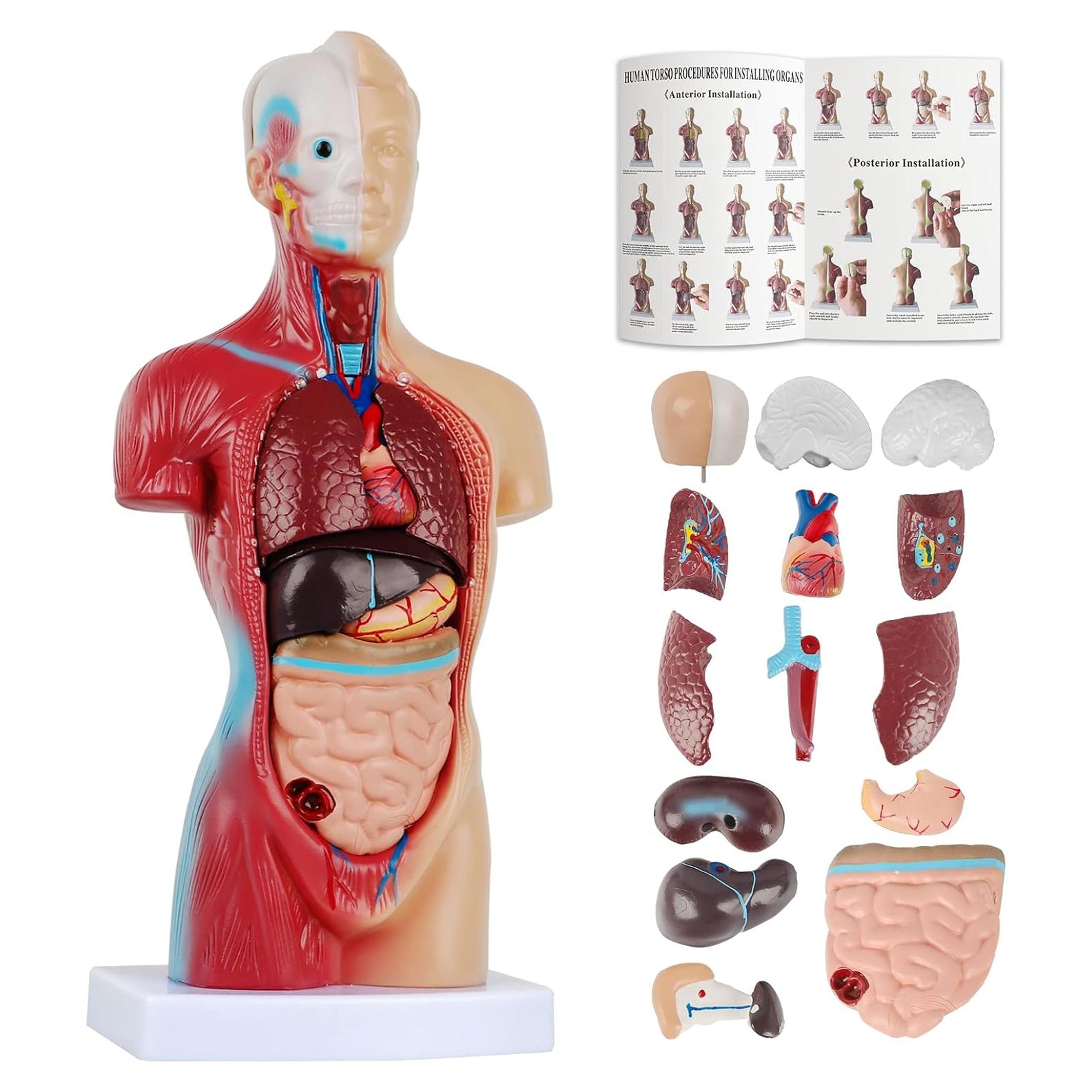Modelo de Cuerpo Humano 14 Piezas Fineera 27.94 cm Educativo