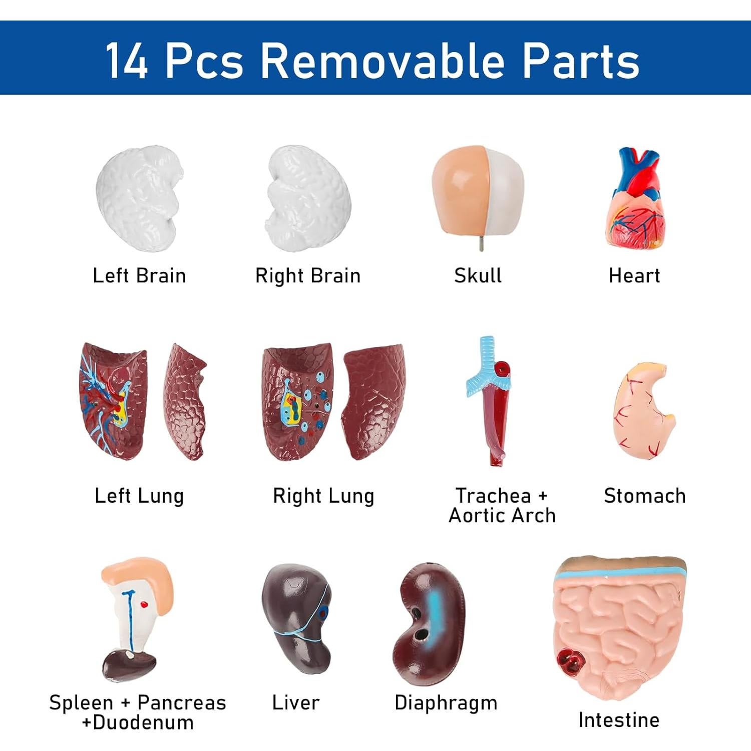 Modelo de Cuerpo Humano 14 Piezas Fineera 27.94 cm Educativo