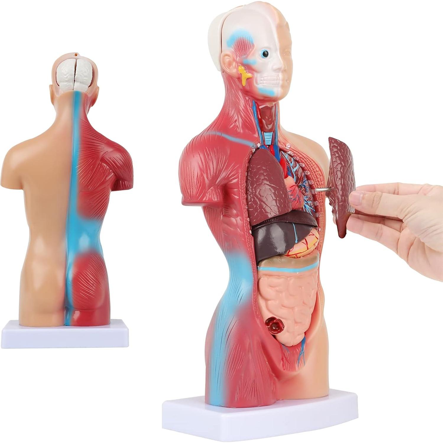 Modelo de Cuerpo Humano 14 Piezas Fineera 27.94 cm Educativo
