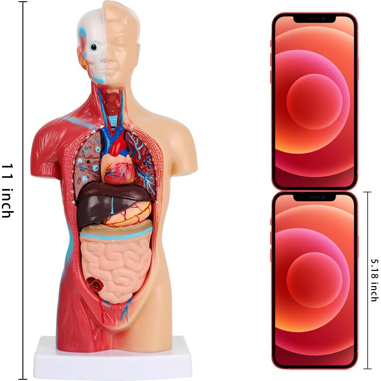 Modelo de Cuerpo Humano 14 Piezas Fineera 27.94 cm Educativo