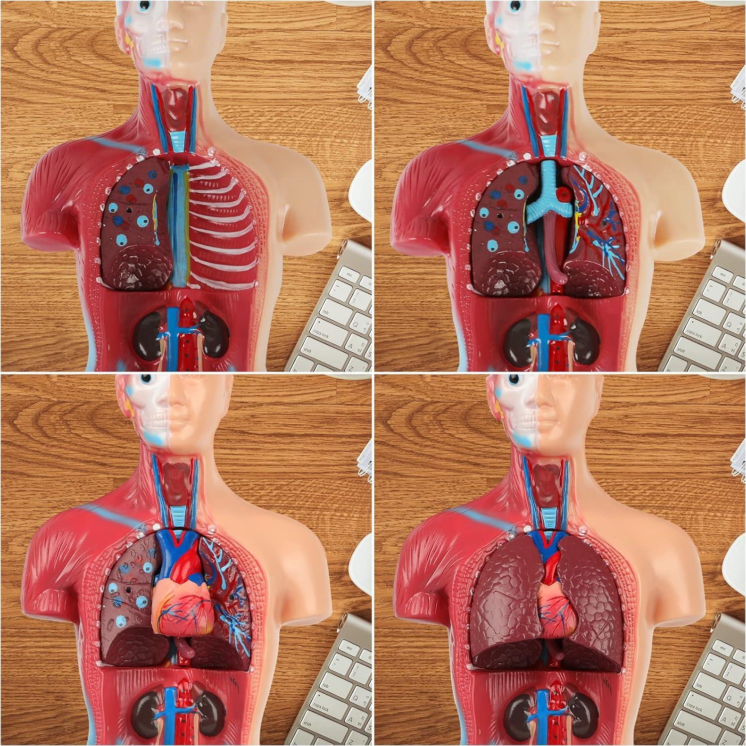 Modelo de Cuerpo Humano 14 Piezas Fineera 27.94 cm Educativo