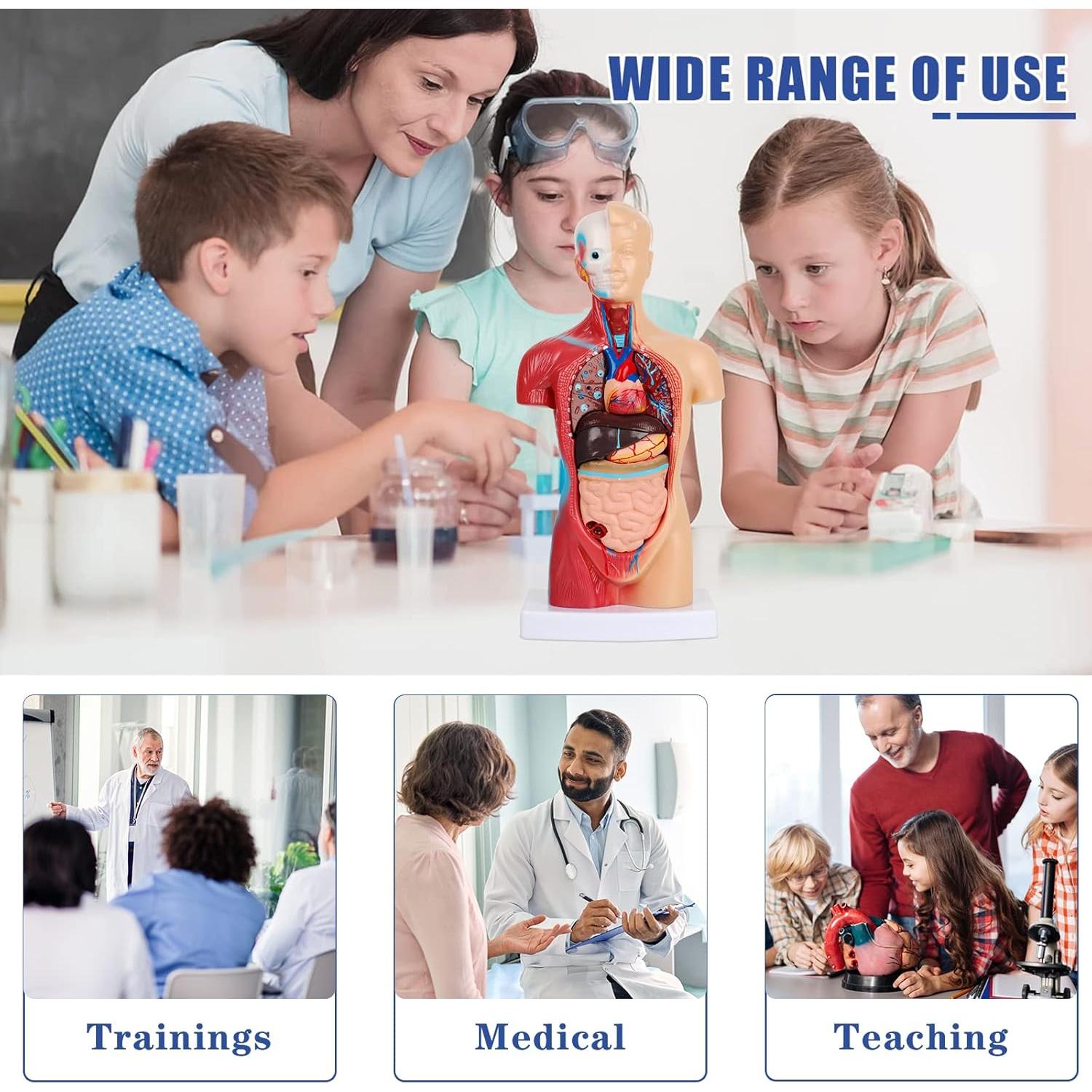 Modelo de Cuerpo Humano 14 Piezas Fineera 27.94 cm Educativo