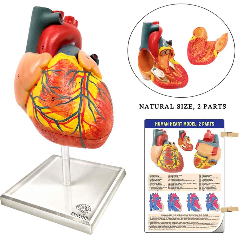 Conjunto de Modelos de Anatomía Humana EVOTECH 5 Piezas