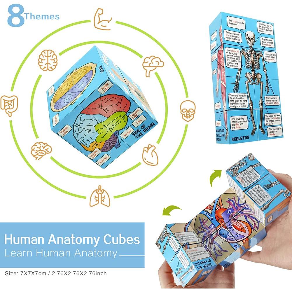 Conjunto de Modelos de Anatomía Humana EVOTECH 5 Piezas