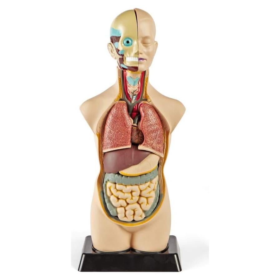 Modelo de Torso Humano Hand2Mind 50 cm con 10 Órganos Removibles