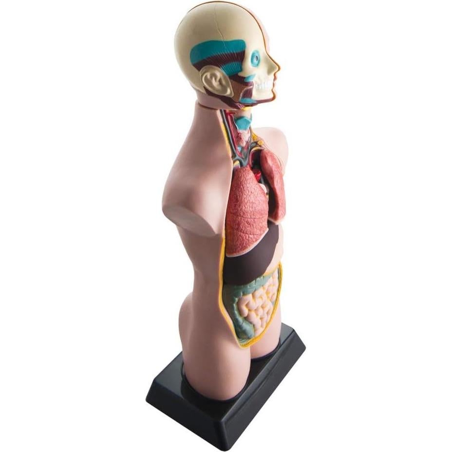 Modelo de Torso Humano Hand2Mind 50 cm con 10 Órganos Removibles