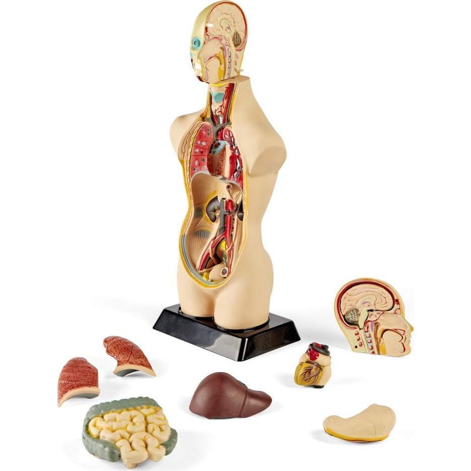 Modelo de Torso Humano Hand2Mind 50 cm con 10 Órganos Removibles