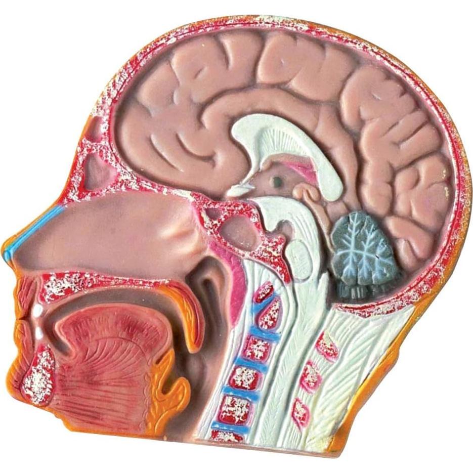 Modelo de Torso Humano Hand2Mind 50 cm con 10 Órganos Removibles